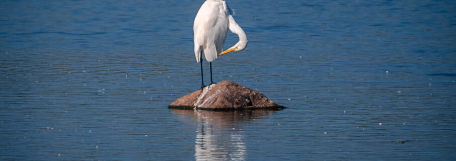 Lonley Heron at Kvismaren Nature Reserve - Sweden Bird Photography