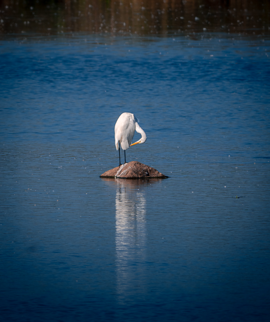 Lonley Heron at Kvismaren Nature Reserve - Sweden Bird Photography