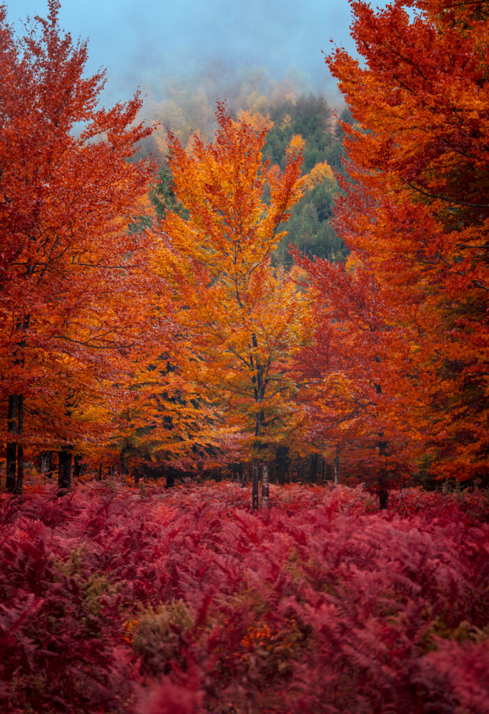 Peak Autumn Colours - Trees and Fern - Valbona Valley - Albania