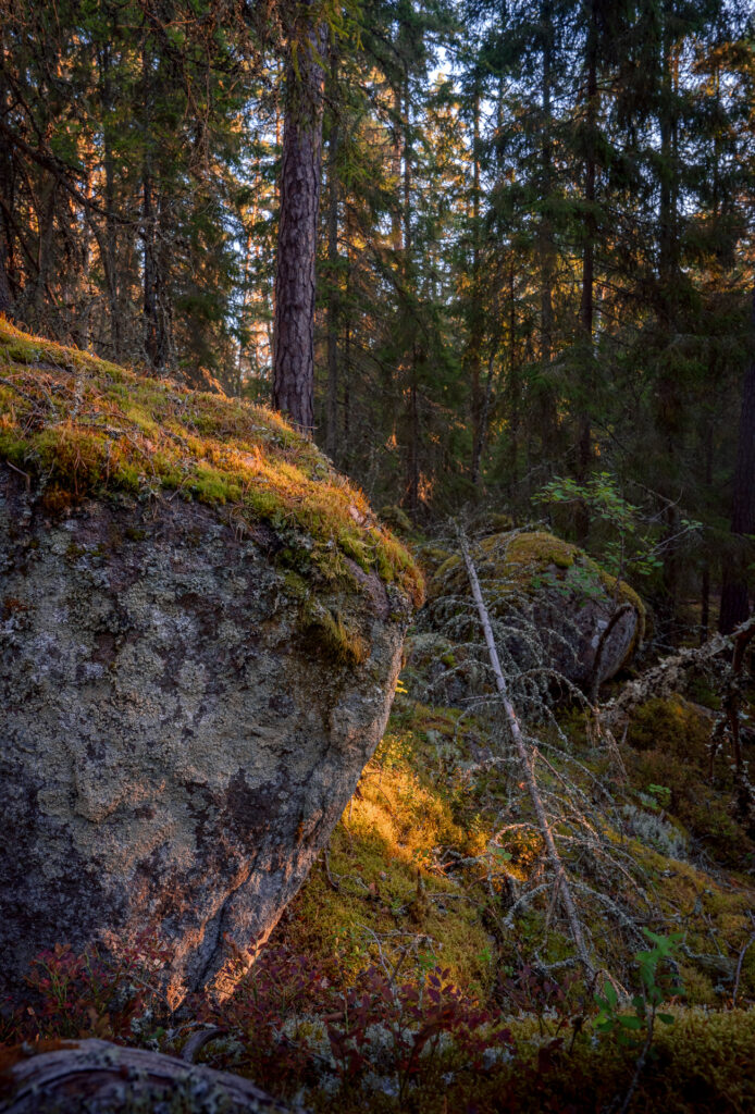 Sunriise on Moss-covered glacial boulders - Ancient old-growth forest - Norra Kvill National Park - Småland Sweden