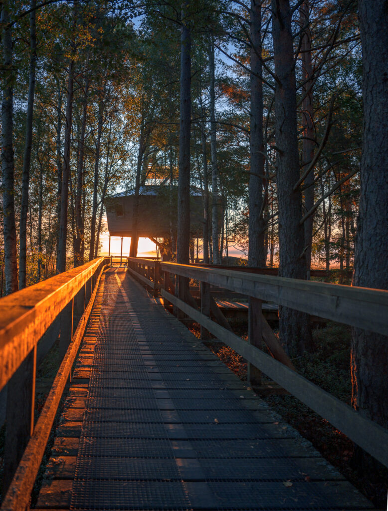 Sunrise at Boardwalk to Bird Tower - Store Mosse National Park - Småland Sweden