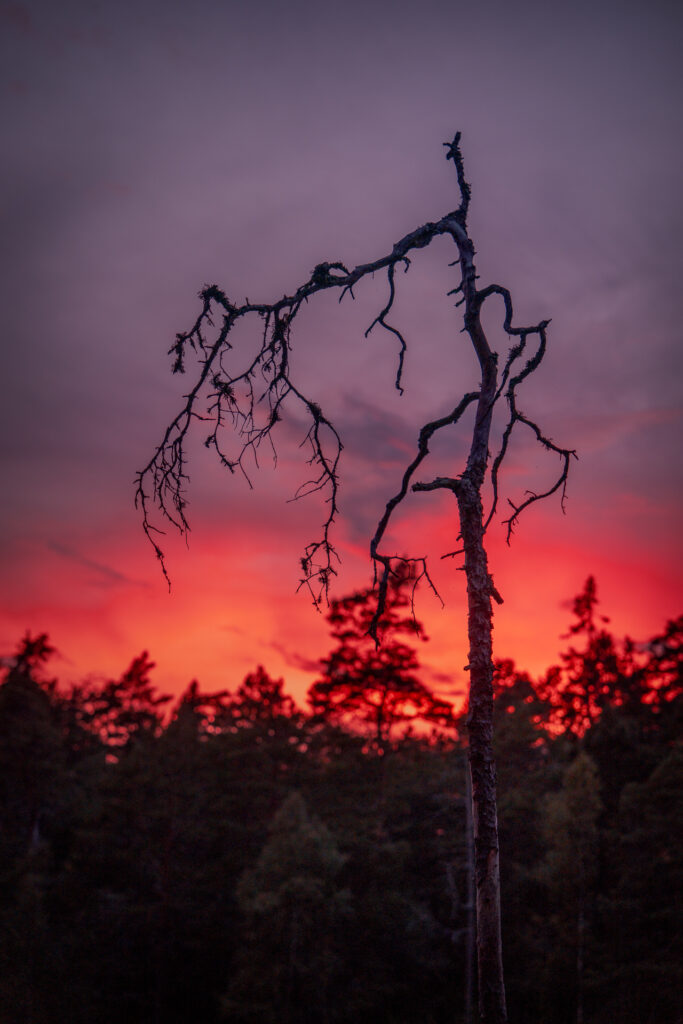 Sunset at Ancient old-growth dead forest - Norra Kvill National Park - Småland Sweden