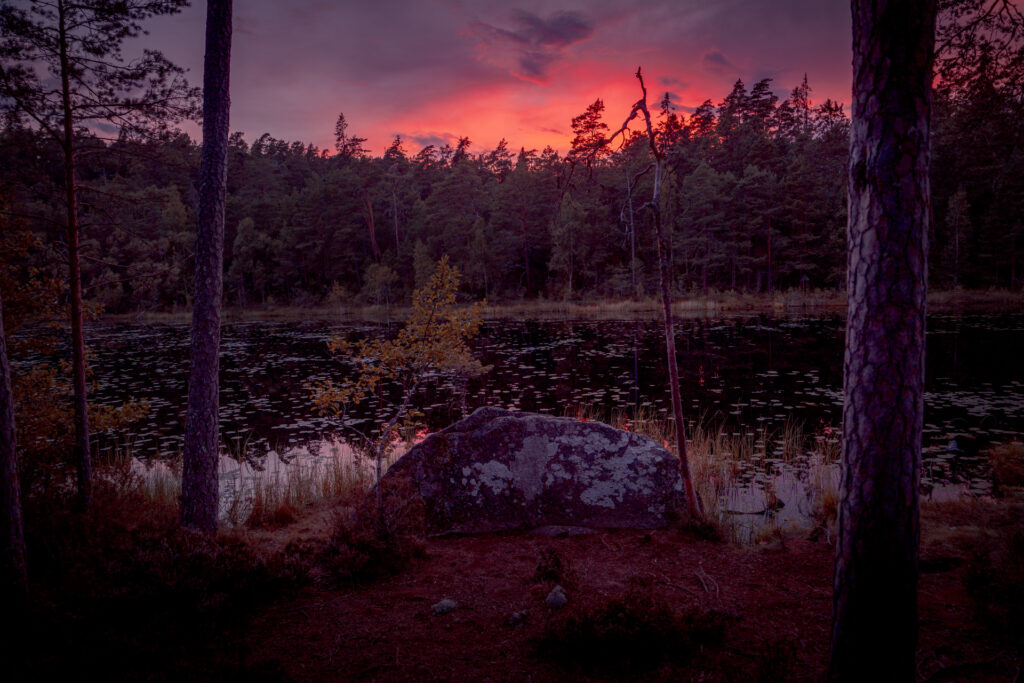 Sunset at Stora Idgölen - Ancient old-growth forest - Norra Kvill National Park - Småland Sweden