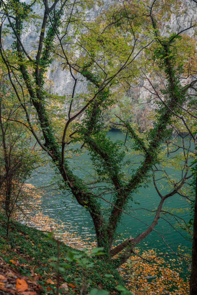 Tree and river at Matka Canyon Trail - National Park - North Macedonia - Photography Road Trip in the Balkans