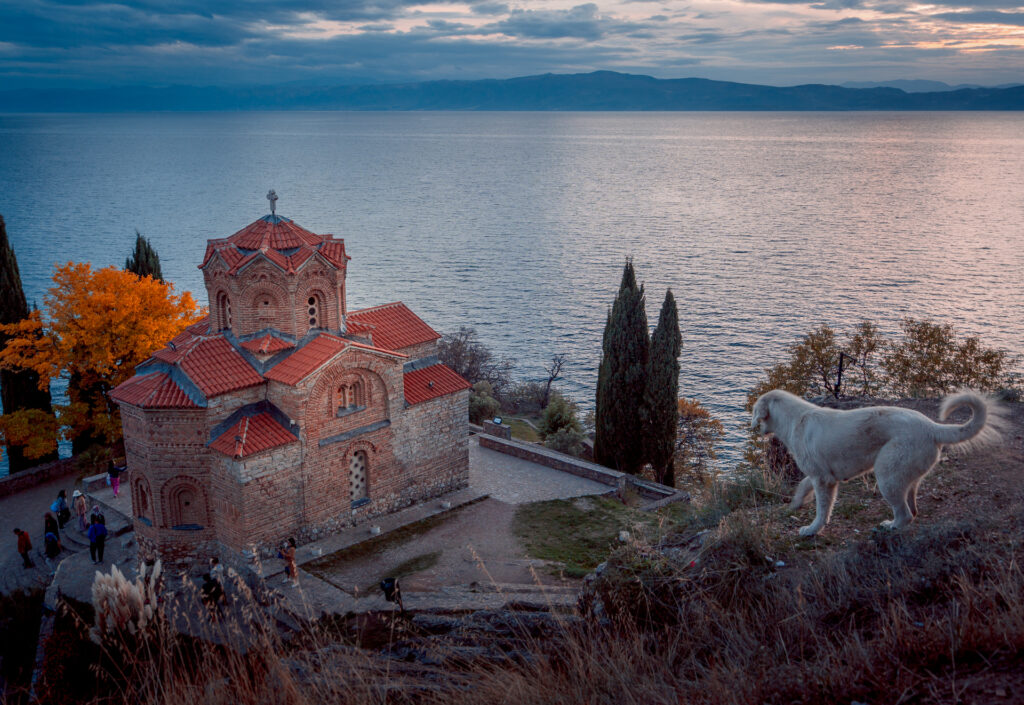Wild Dog at St. John at Kaneo Church - Ohrid Old Town - North Macedonia  - Balkan Photography Roadtrip