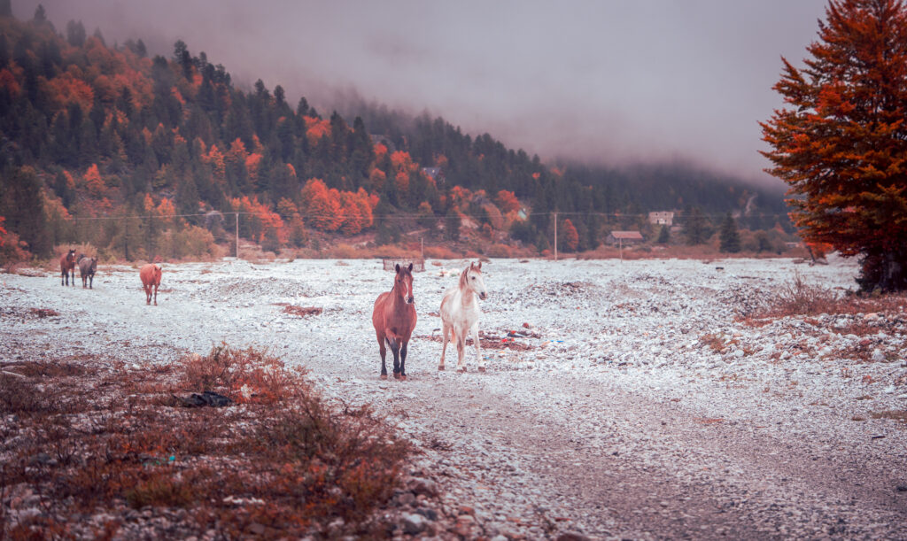 Wild Horses in Roaming Free - Valbona Valley - Albanian Alps - Balkan Photography Roadtrip