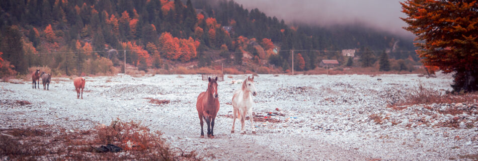 Wild Horses in Roaming Free - Valbona Valley - Albanian Alps - Balkan Photography Roadtrip
