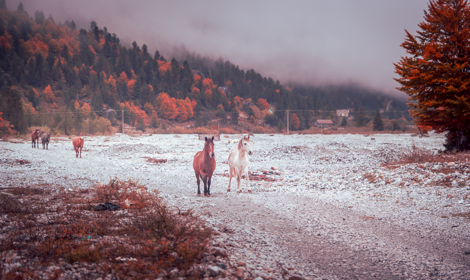 Wild Horses in Roaming Free - Valbona Valley - Albanian Alps - Balkan Photography Roadtrip